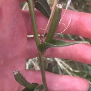 Oenothera stricta subsp. stricta at Majura, ACT - 7 Apr 2021