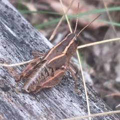 Phaulacridium vittatum (Wingless Grasshopper) at Majura, ACT - 7 Apr 2021 by NedJohnston