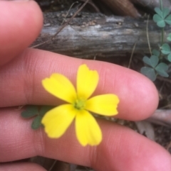 Oxalis sp. (Wood Sorrel) at Majura, ACT - 7 Apr 2021 by NedJohnston