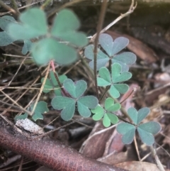 Oxalis sp. at Majura, ACT - 7 Apr 2021