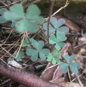 Oxalis sp. at Majura, ACT - 7 Apr 2021