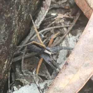 Argoctenus sp. (genus) at Majura, ACT - 7 Apr 2021