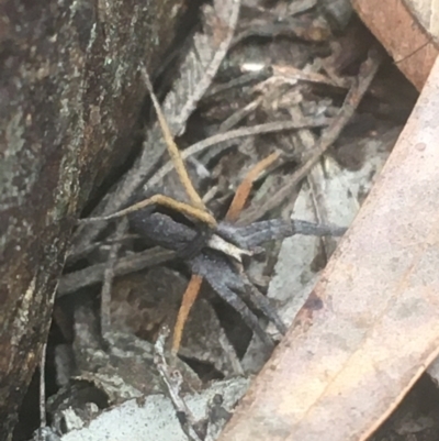 Argoctenus sp. (genus) (Wandering ghost spider) at Majura, ACT - 7 Apr 2021 by Ned_Johnston
