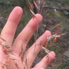 Rytidosperma pallidum (Red-anther Wallaby Grass) at Majura, ACT - 7 Apr 2021 by NedJohnston