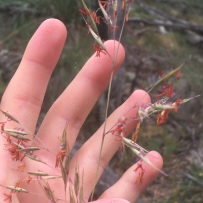 Rytidosperma pallidum (Red-anther Wallaby Grass) at Majura, ACT - 7 Apr 2021 by Ned_Johnston