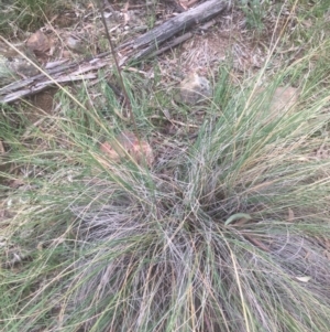 Rytidosperma pallidum at Majura, ACT - 7 Apr 2021