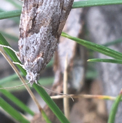 Acropolitis rudisana (Family Tortricinae) at Campbell, ACT - 6 Apr 2021 by Ned_Johnston