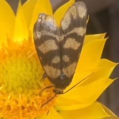 Asura lydia (Lydia Lichen Moth) at Mount Ainslie - 7 Apr 2021 by Ned_Johnston