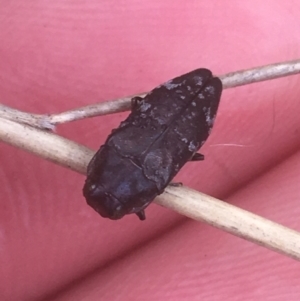 Diphucrania sp. (genus) at Majura, ACT - 7 Apr 2021