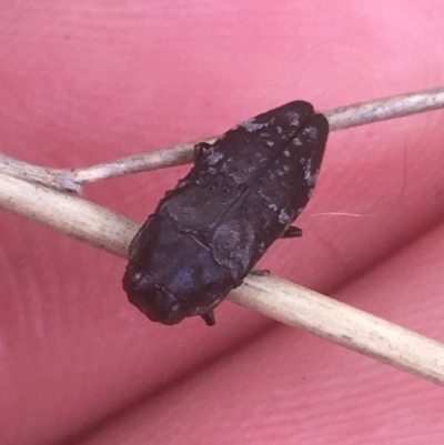 Diphucrania sp. (genus) (Jewel Beetle) at Majura, ACT - 7 Apr 2021 by Ned_Johnston