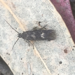 Eretmocera (genus) (Scythrididae family) at Majura, ACT - 7 Apr 2021 by NedJohnston