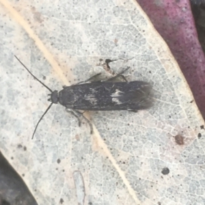 Eretmocera (genus) (Scythrididae family) at Majura, ACT - 7 Apr 2021 10:56 AM