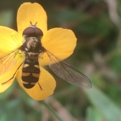 Melangyna viridiceps (Hover fly) at Majura, ACT - 7 Apr 2021 by Ned_Johnston