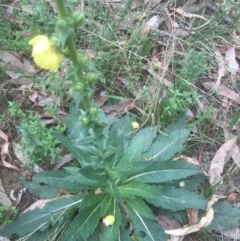 Verbascum virgatum (Green Mullein) at Majura, ACT - 7 Apr 2021 by Ned_Johnston