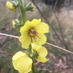 Verbascum virgatum at Majura, ACT - 7 Apr 2021