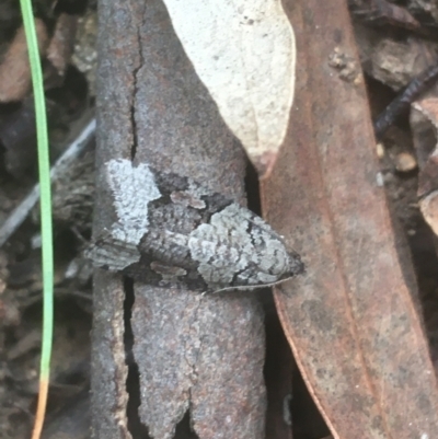 Meritastis lythrodana (A tortrix or leafroller moth) at Mount Ainslie - 7 Apr 2021 by Ned_Johnston