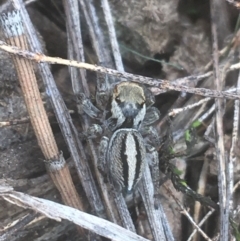 Jotus sp. (genus) (Unidentified Jotus Jumping Spider) at Campbell, ACT - 7 Apr 2021 by Ned_Johnston