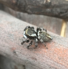 Maratus scutulatus (A jumping spider) at Campbell, ACT - 7 Apr 2021 by NedJohnston