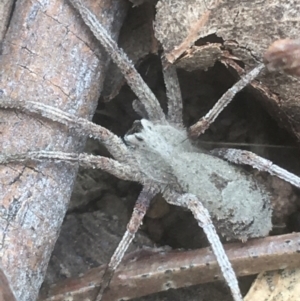 Argoctenus sp. (genus) at Campbell, ACT - 7 Apr 2021