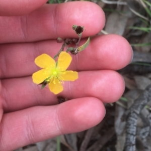 Hypericum gramineum at Campbell, ACT - 7 Apr 2021