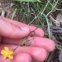 Hypericum gramineum at Campbell, ACT - 7 Apr 2021