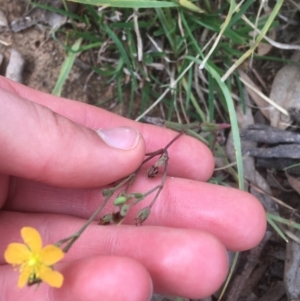 Hypericum gramineum at Campbell, ACT - 7 Apr 2021