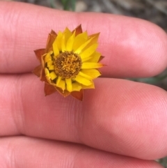 Xerochrysum viscosum (Sticky Everlasting) at Campbell, ACT - 7 Apr 2021 by NedJohnston