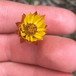 Xerochrysum viscosum at Campbell, ACT - 7 Apr 2021 09:47 AM