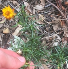 Xerochrysum viscosum at Campbell, ACT - 7 Apr 2021 09:47 AM