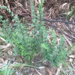 Cheilanthes sieberi (Rock Fern) at Campbell, ACT - 7 Apr 2021 by NedJohnston