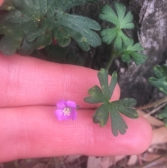 Geranium solanderi var. solanderi (Native Geranium) at Campbell, ACT - 7 Apr 2021 by NedJohnston