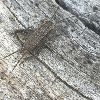 Eurepa marginipennis (Mottled bush cricket) at Mount Ainslie - 6 Apr 2021 by Ned_Johnston