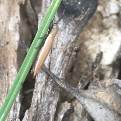 Eurispa sp. (genus) (Thin sedge leaf beetle) at Campbell, ACT - 6 Apr 2021 by Ned_Johnston