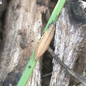 Eurispa sp. (genus) at suppressed - 7 Apr 2021