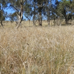 Themeda triandra (Kangaroo Grass) at Tuggeranong DC, ACT - 3 Apr 2021 by MatthewFrawley