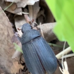 Melolonthinae (subfamily) (Cockchafer) at Murrumbateman, NSW - 6 Apr 2021 by SimoneC