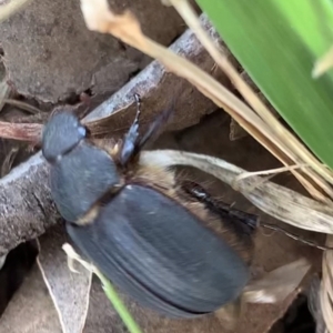 Melolonthinae sp. (subfamily) at Murrumbateman, NSW - 6 Apr 2021