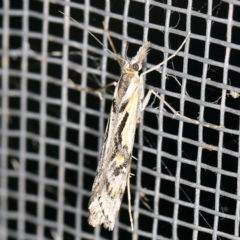 Hednota pedionoma (Pasture Webworm) at O'Connor, ACT - 5 Apr 2021 by ibaird