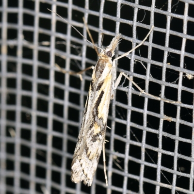 Hednota pedionoma (Pasture Webworm) at O'Connor, ACT - 5 Apr 2021 by ibaird