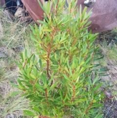 Tasmannia lanceolata (Mountain Pepper) at Namadgi National Park - 5 Apr 2021 by byomonkey
