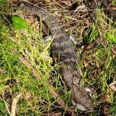 Tiliqua scincoides scincoides (Eastern Blue-tongue) at Cook, ACT - 2 Apr 2021 by drakes