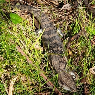 Tiliqua scincoides scincoides (Eastern Blue-tongue) at Mount Painter - 1 Apr 2021 by drakes