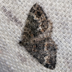 Chrysolarentia gypsomela (Gypsum Carpet) at O'Connor, ACT - 2 Apr 2021 by ibaird