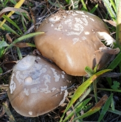 Amanita sp. (Amanita sp.) at Mount Painter - 1 Apr 2021 by drakes