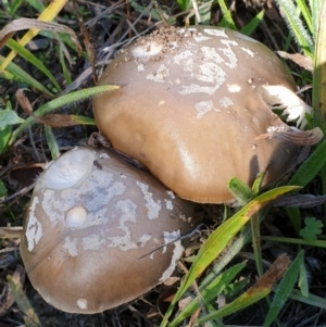 Amanita sp. at Cook, ACT - 2 Apr 2021