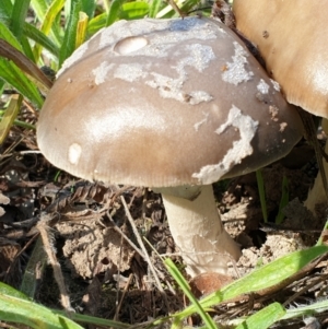 Amanita sp. at Cook, ACT - 2 Apr 2021 10:55 AM