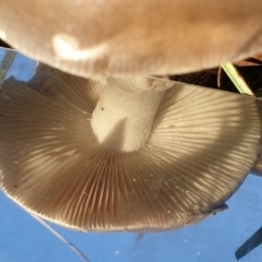 Amanita sp. at Cook, ACT - 2 Apr 2021