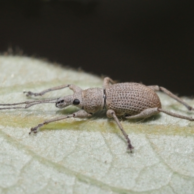 Merimnetes oblongus (Radiata pine shoot weevil) at ANBG - 6 Apr 2021 by TimL