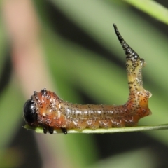 Pergidae sp. (family) (Unidentified Sawfly) at Downer, ACT - 6 Apr 2021 by TimL