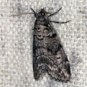 Smyriodes undescribed species nr aplectaria at O'Connor, ACT - 7 Apr 2021